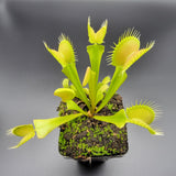 Venus flytrap (Dionaea muscipula) 'Big Mouth' x 'B52' plant in a pot on a dark background