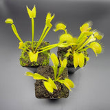 Three Venus flytrap (Dionaea muscipula) 'Big Mouth' x 'B52' plants in pots on a gray background