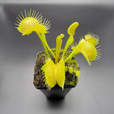 Venus flytrap (Dionaea muscipula) 'Big Mouth' x 'B52' plant in a pot on a gray background