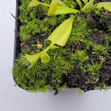 Venus flytrap (Dionaea muscipula) 'Double Trouble'