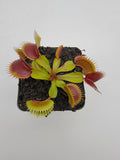 Venus flytrap plant on a white background