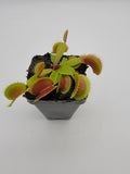 Potted Venus flytrap plant on a white background