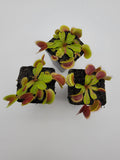 Three small potted Venus flytraps on a white background