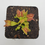 Small potted Venus flytrap (Dionaea muscipula) "GJ Giant Cudo" with green and red leaves on a white background
