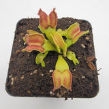 Carnivorous Venus flytrap (Dionaea muscipula) "GJ Giant Cudo" plant in a pot with soil on a white background