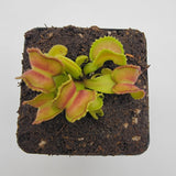 Small carnivorous Venus flytrap (Dionaea muscipula) "GJ Giant Cudo" plant with green and pinkish-red leaves on a square of dark soil.