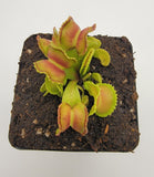Venus flytrap (Dionaea muscipula) "GJ Giant Cudo" plant with red and green leaves on a block of soil against a white background
