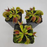 Three potted Venus flytrap (Dionaea muscipula)  'Low Giant' x 'Jaws smiley' on a white background