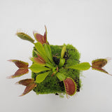 Venus flytrap (Dionaea muscipula)  "Pinnacle" x 'DC-XL'