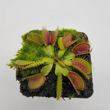 Venus flytrap (Dionaea muscipula) 'Southwest Giant'
