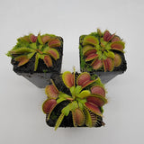 Three Venus flytrap (Dionaea muscipula) 'Southwest Giant'