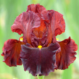 Close-up of a red Valentino Fragrant Bearded Iris flower with a blurred green background