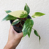 Epipremnum Pinnatum Albo Variegata Cebu Blue