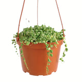 Hanging orange pot with Senecio rowleyanus f. variegatus 'Variegated String of Pearls' plant on a white background