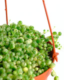 Senecio rowleyanus f. variegatus 'Variegated String of Pearls' in an orange hanging basket on a white background