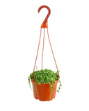 Senecio rowleyanus f. variegatus 'Variegated String of Pearls' hanging basket