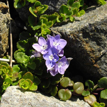 Veronica liwanensis - Turkish Veronica