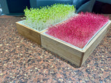 Two rectangular wooden trays filled with sprouts, one green and one pink, placed on a speckled granite countertop.