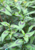Close-up of Vietnamese Coriander (Persicaria odorata) leaves with purple spots