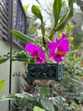 Pink orchids in a decorative pot with green leaves in the background