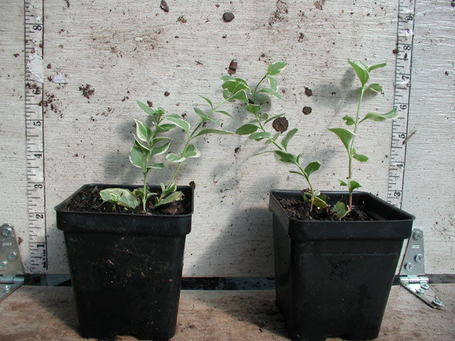 planting vinca in pots Vinca major 'Variegata'