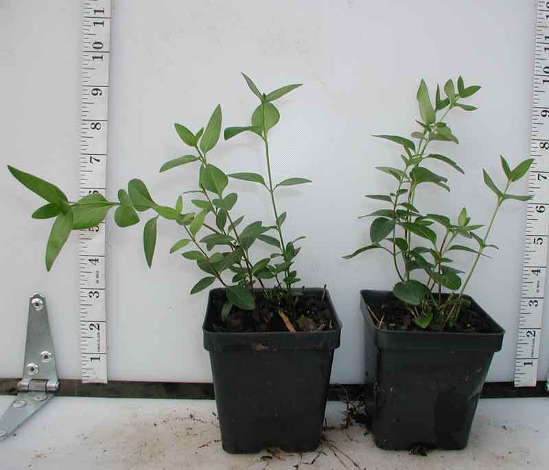 can you plant vinca in pots Vinca major
