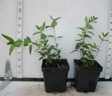 Vinca major - 3.5 inch Pots (Minimum Quantity: 25 Plants)