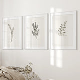 Three framed botanical prints on a wall with a neutral color scheme.