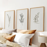 Three framed botanical prints on a wall above a bed with pillows and a lamp.