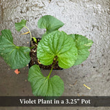 Violet plant in a 3.25" pot on a concrete surface