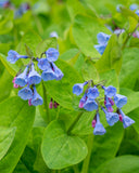 Virginia Bluebells