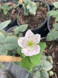 White  Von, Summer Bearing, Thornless Blackberry flower with green center in a garden setting