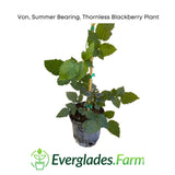 Potted blackberry plant with Everglades Farm logo on a white background