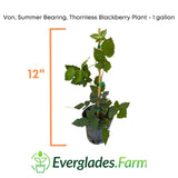  Thornless Blackberry Plant with height measurement and Everglades Farm logo