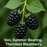 Three blackberries on a branch with green leaves, labeled 'Von, Summer Bearing, Thornless Blackberry'.