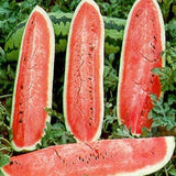 Three watermelon slices on a green leafy background WATERMELON Seeds, Jubilee