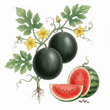 Illustration of watermelons on a vine with leaves and flowers. WATERMELON Seeds, Black Diamond