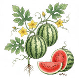 Illustration of watermelons on a white background WATERMELON Seeds, Crimson Sweet