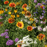 Colorful mix of wildflowers including sunflowers, daisies, and asters in a garden setting. No Deer Here Wildflower Mix - Unsavory Species to Deer!