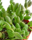 Close-up of a Curio Herreanus 'String of Watermelons' plant with green leaves.