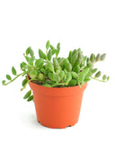 Potted Curio Herreanus 'String of Watermelons' plant with green leaves in an orange pot on a white background