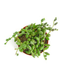 Potted Curio Herreanus 'String of Watermelons' plant with hanging green leaves on a white background
