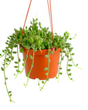 Hanging Curio Herreanus 'String of Watermelons' plant in an orange pot on a white background