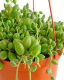 Green Curio Herreanus 'String of Watermelons' plant in an orange pot on a white background