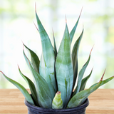 Potted Agave weberi plant on a wooden surface with a blurred natural background
