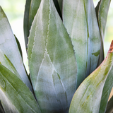 Close-up of a Agave weberi plant with detailed texture