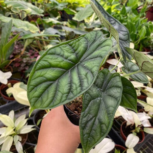 Hand holding a Alocasia baginda 'Dragon Scale'  amidst other plants
