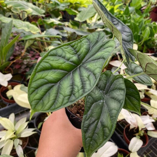 Hand holding a Alocasia baginda 'Dragon Scale'  amidst other plants