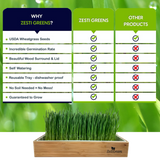 Zesti Greens wheatgrass starter kit in a wooden tray, shown with a promotional comparison chart highlighting its benefits over other products.
