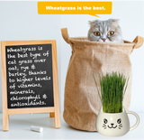 A gray cat peeks out of a tan burlap bag next to a small chalkboard sign and a white ceramic mug filled with green wheatgrass, with a yellow speech bubble reading 'Wheatgrass is the best.'.